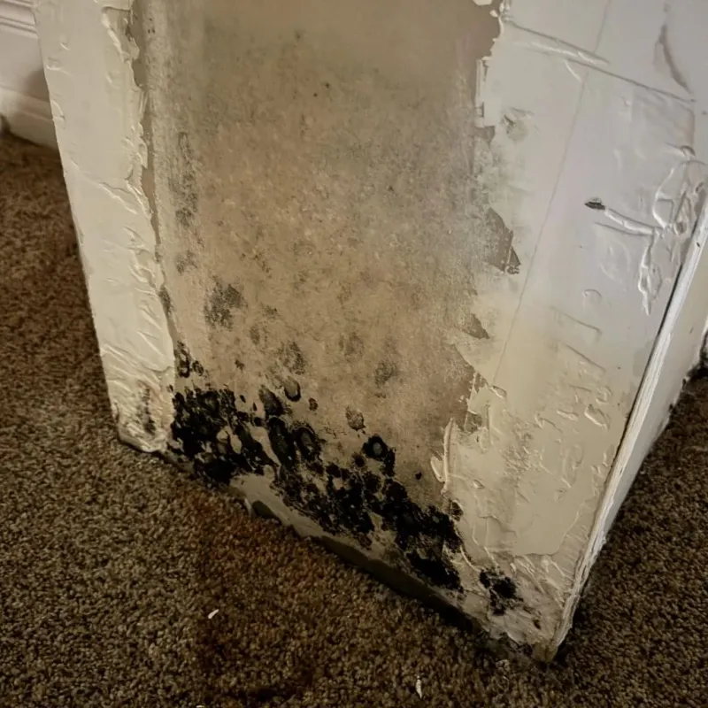 Professional Mold Removal in Prescott, AZ